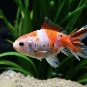Calico Schleierschwanz 4-6 cm(Carassius auratus var.) Neue Kollektion